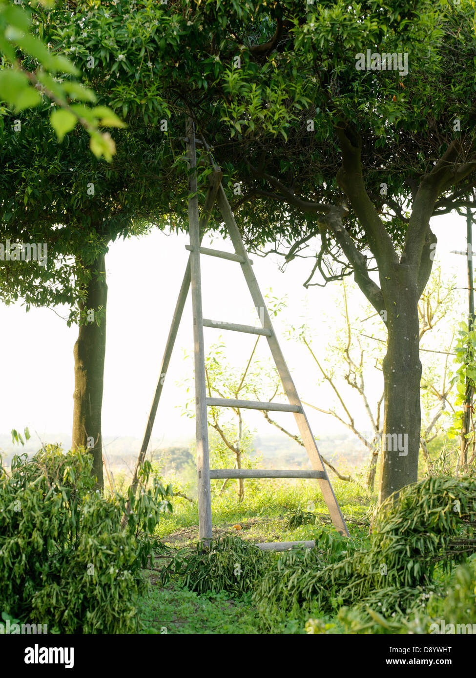 Ladder in a tree, Italy Stock Photo Alamy