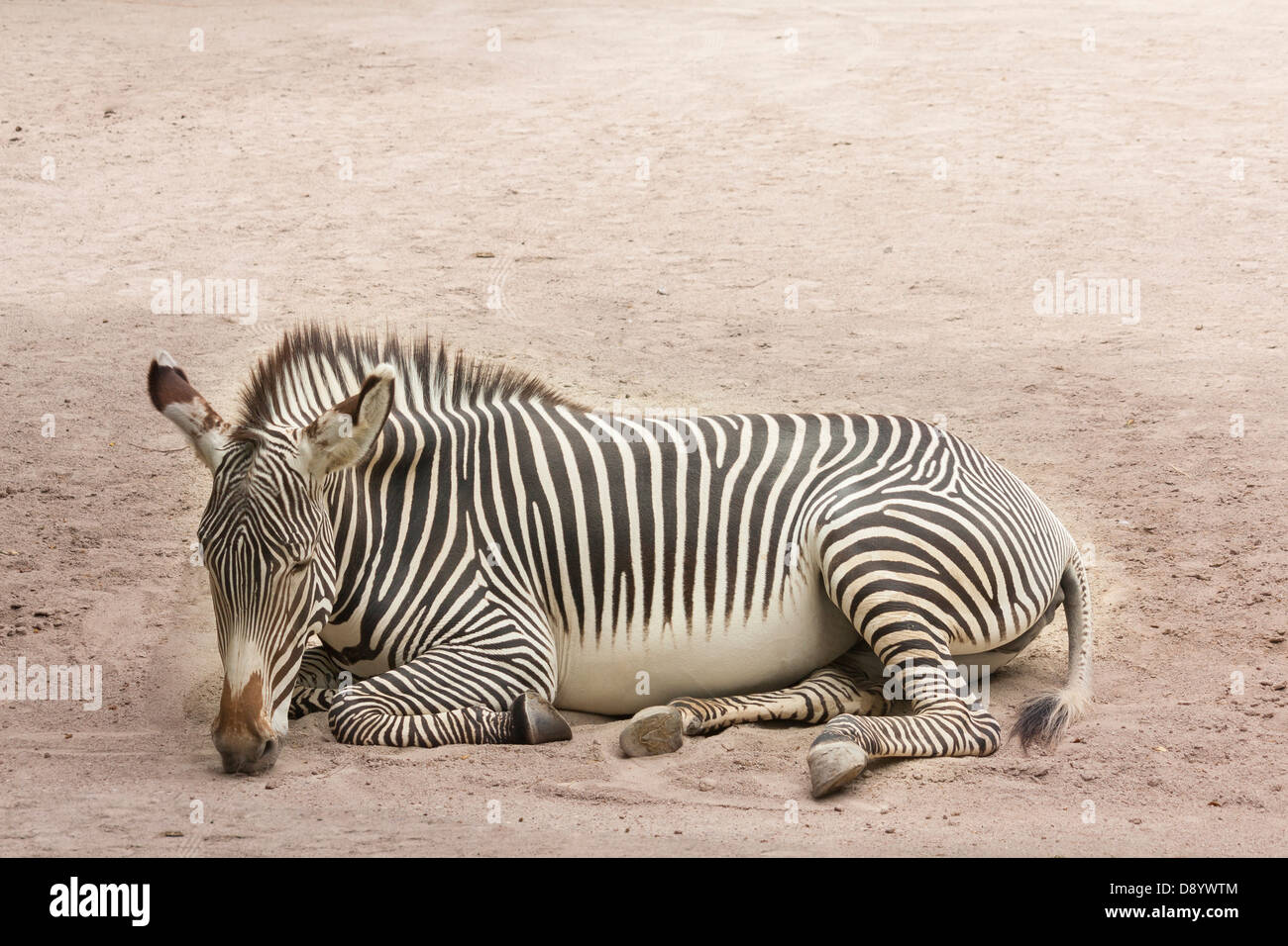 Lying Zebra Stock Photo