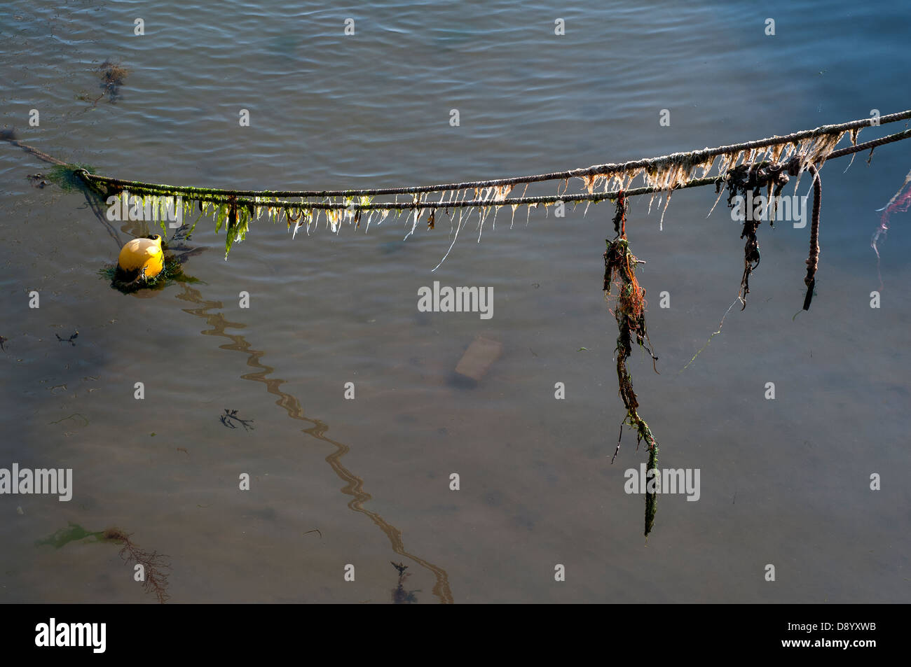 kelp rope