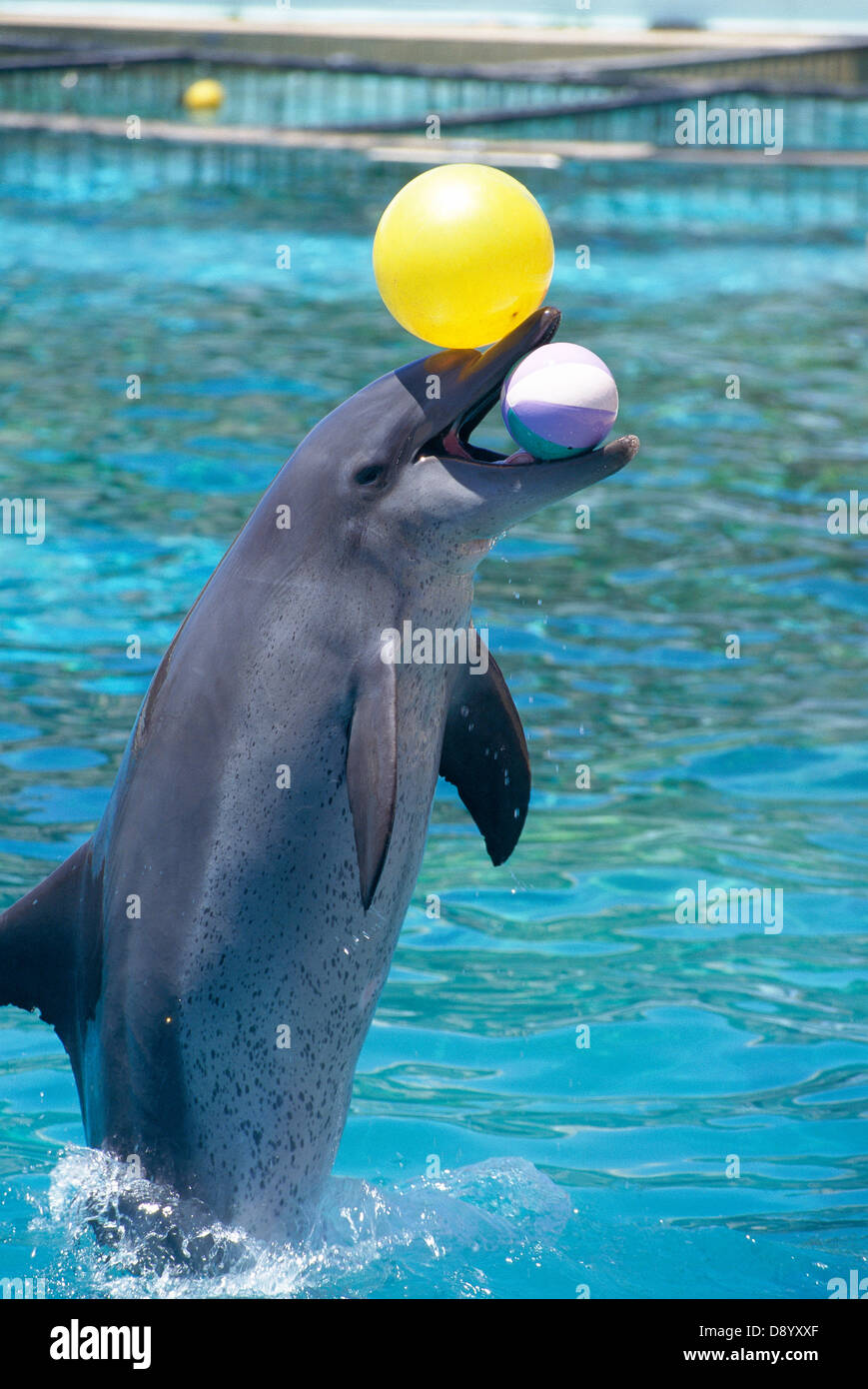 Dolphin playing with balls Stock Photo - Alamy