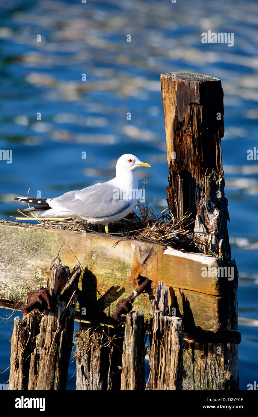 A Herring Gull on a broken landingstage Stock Photo Alamy