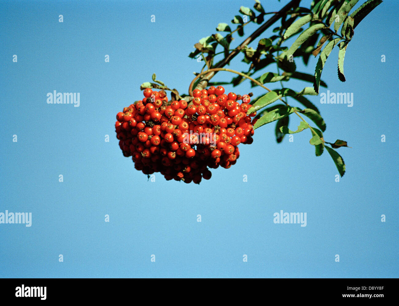 Rowan berries and a blue sky Stock Photo - Alamy