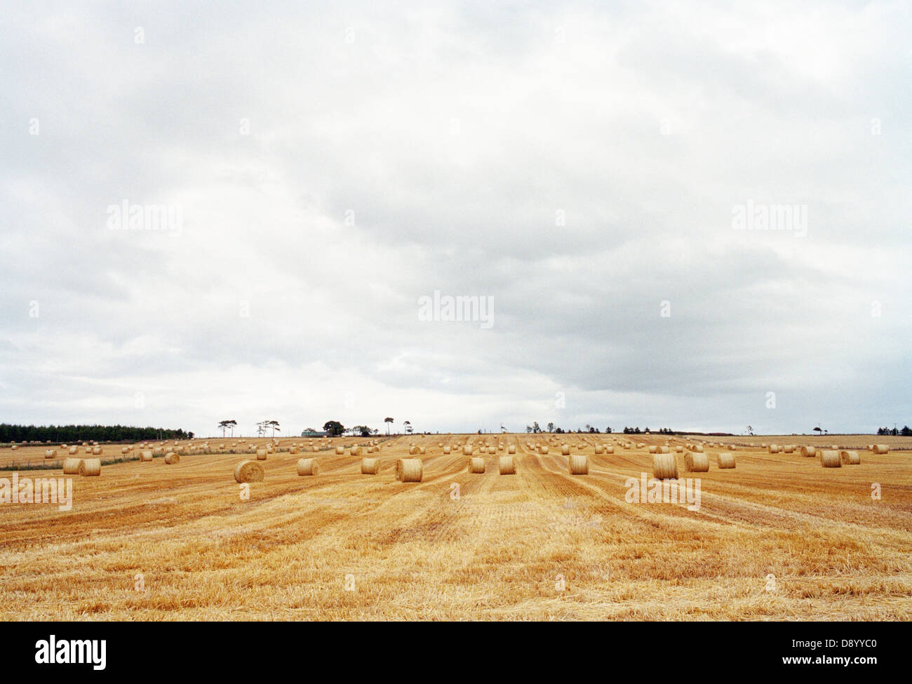 Harvesting, Scotland, Great Britain. Stock Photo