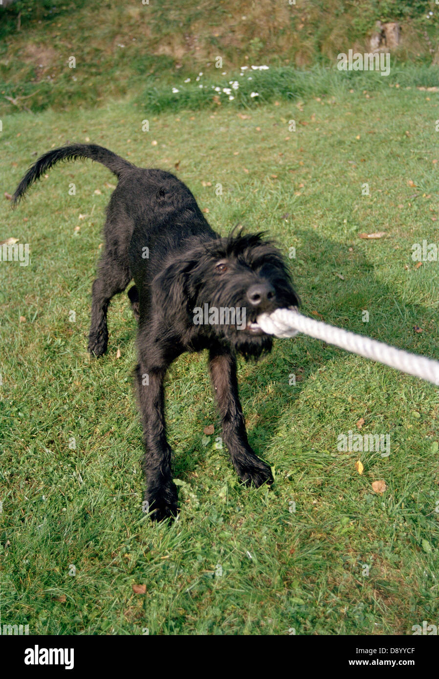 People pulling rope hi-res stock photography and images - Alamy