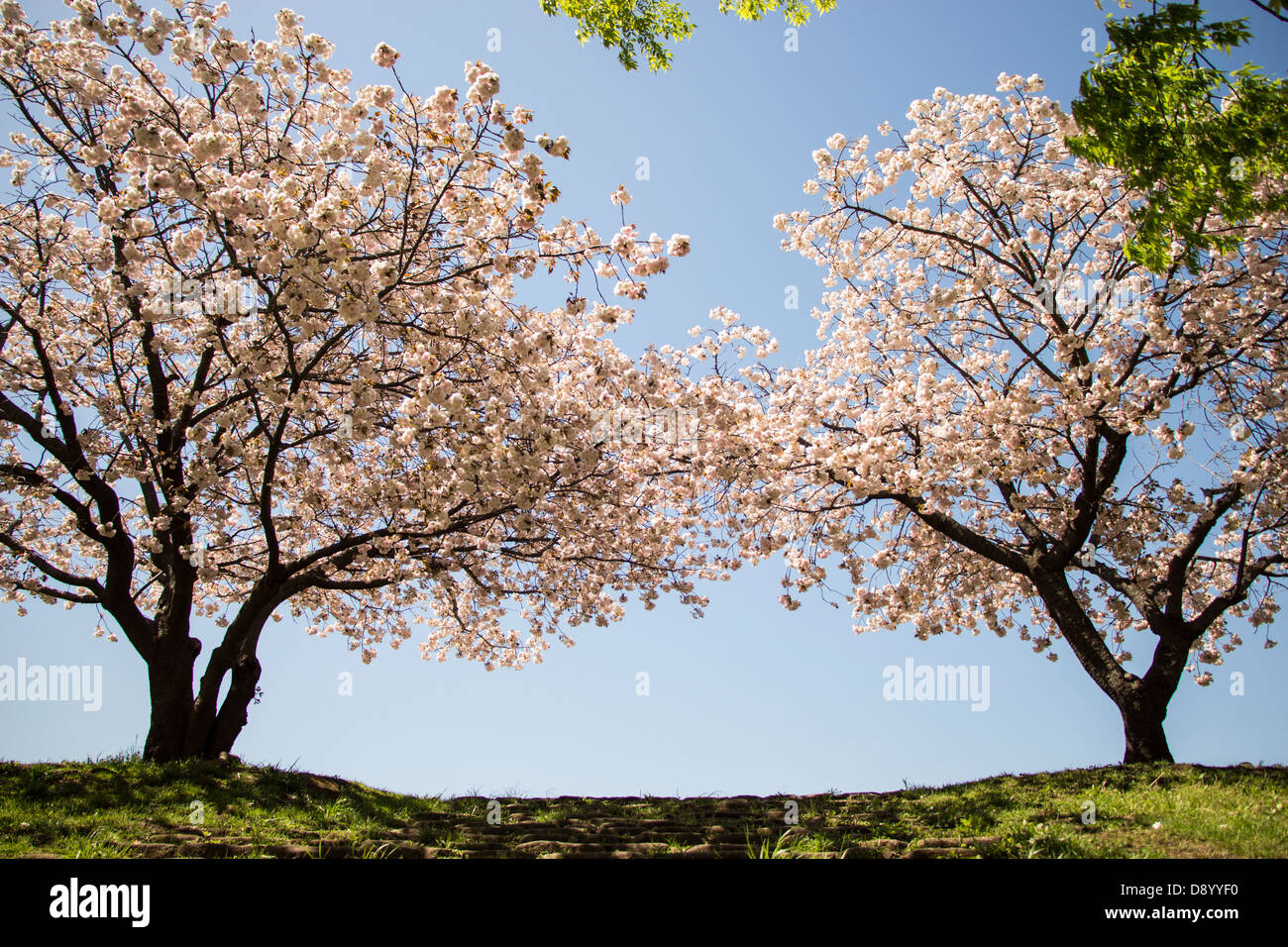 cherry blossom flowers on a spring day Stock Photo - Alamy