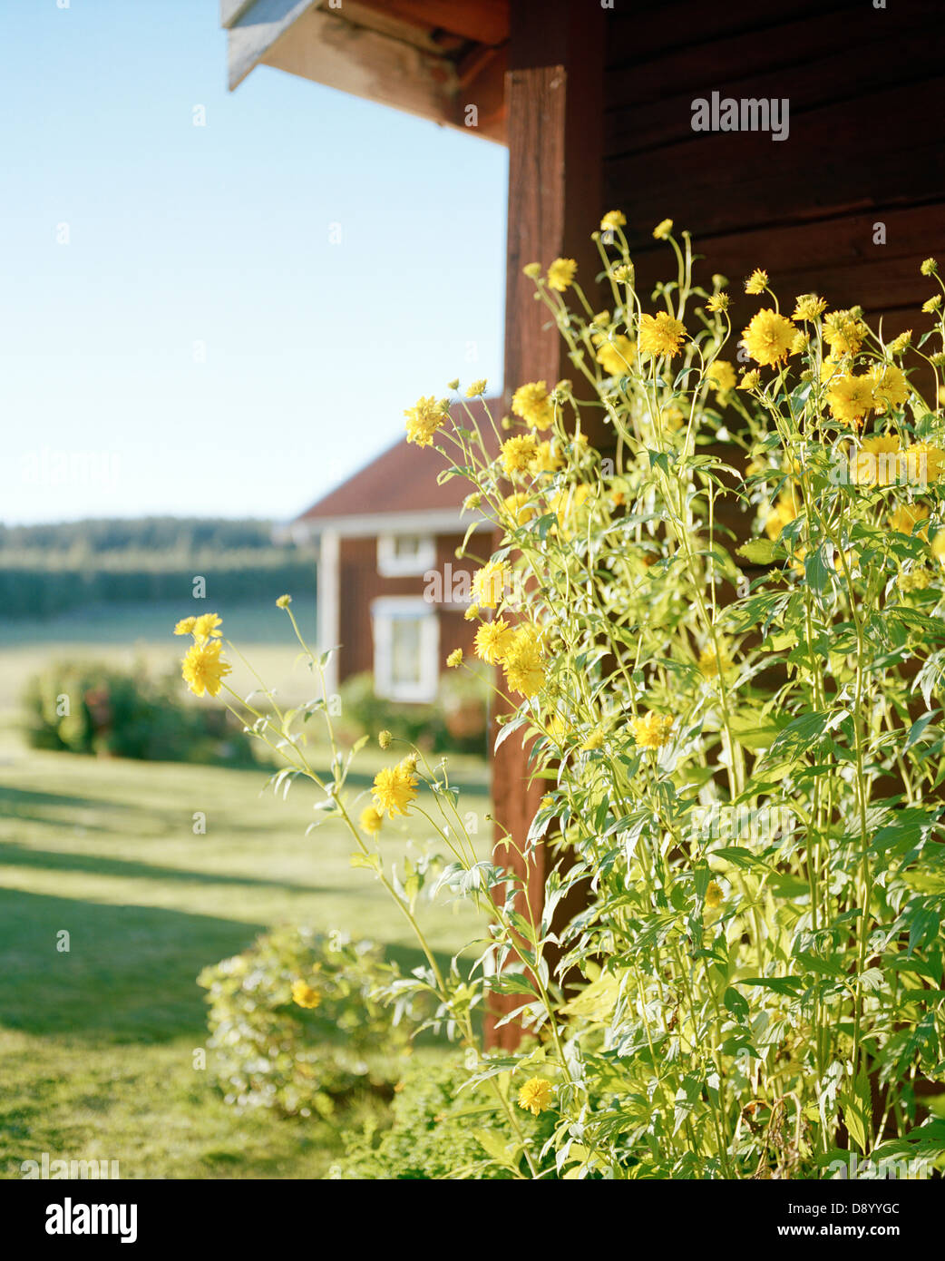 Flowers in a garden, Sweden Stock Photo Alamy