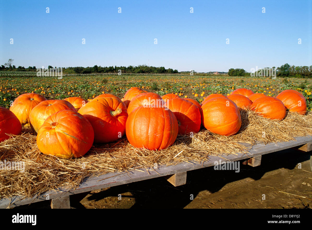 Pumpkins on a field Stock Photo - Alamy