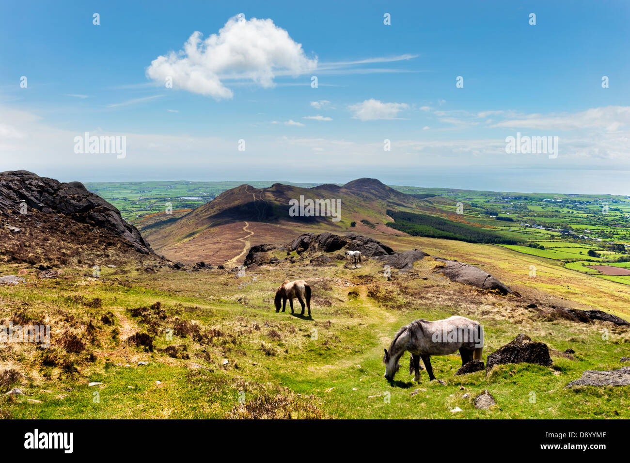 Grazing horses and view from Carlingford Mountain, County Louth, Republic of Ireland Stock Photo