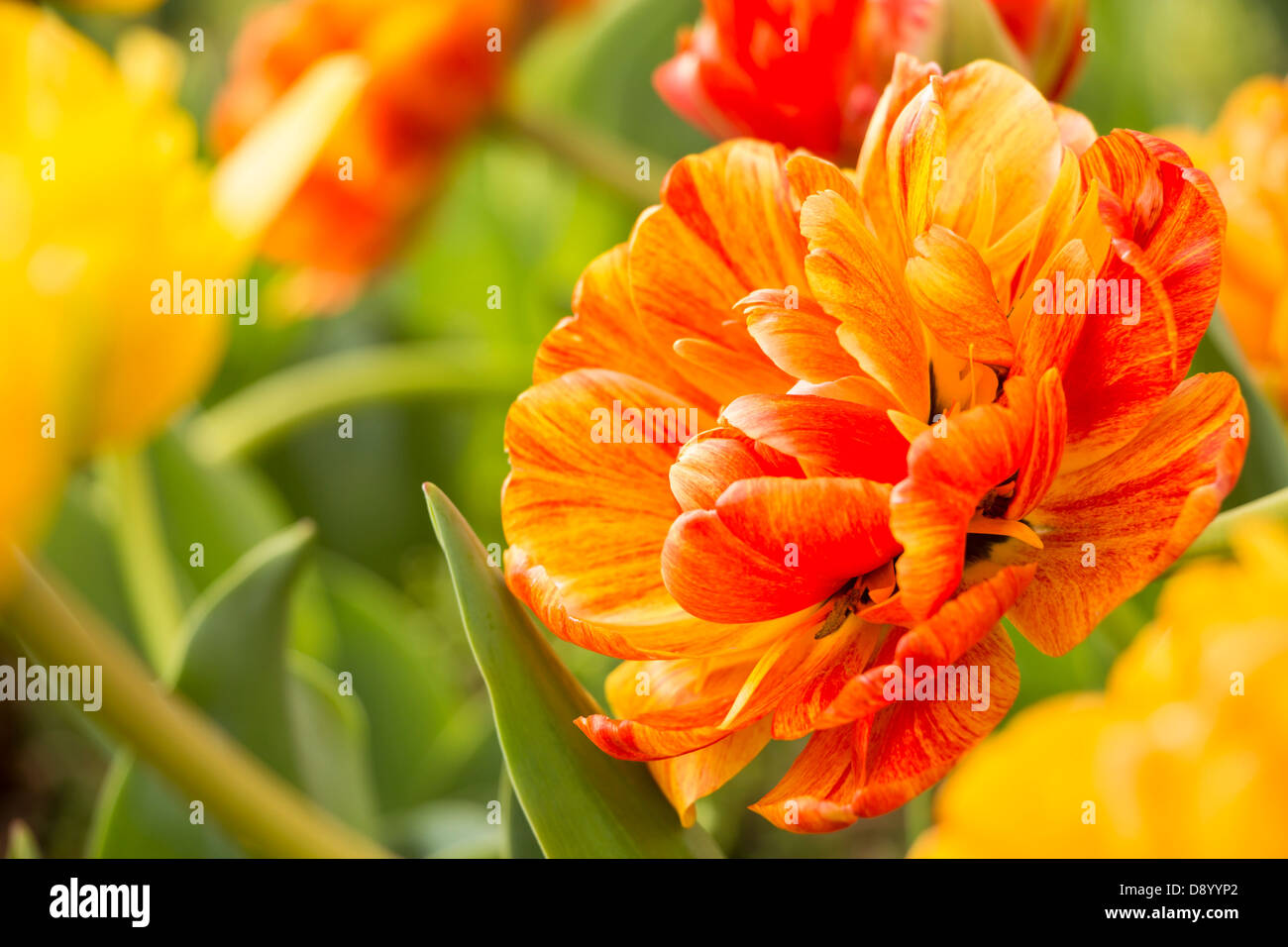 Beautiful tulips field in spring time Stock Photo - Alamy
