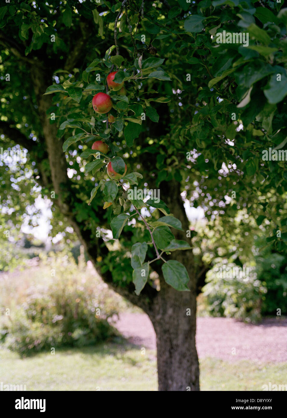 Appletree hi res stock photography and images Alamy Appletree hi res stock photography and images Alamy