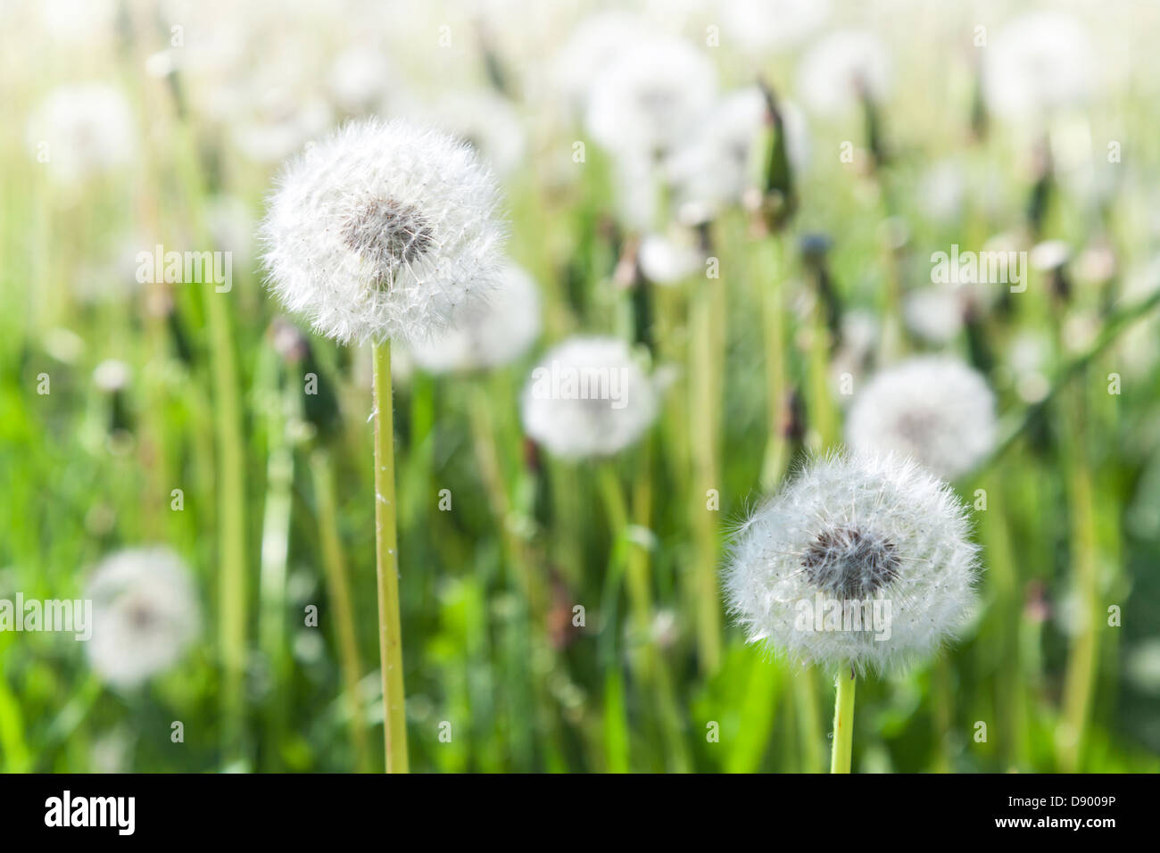 Flying seeds hi-res stock photography and images - Alamy