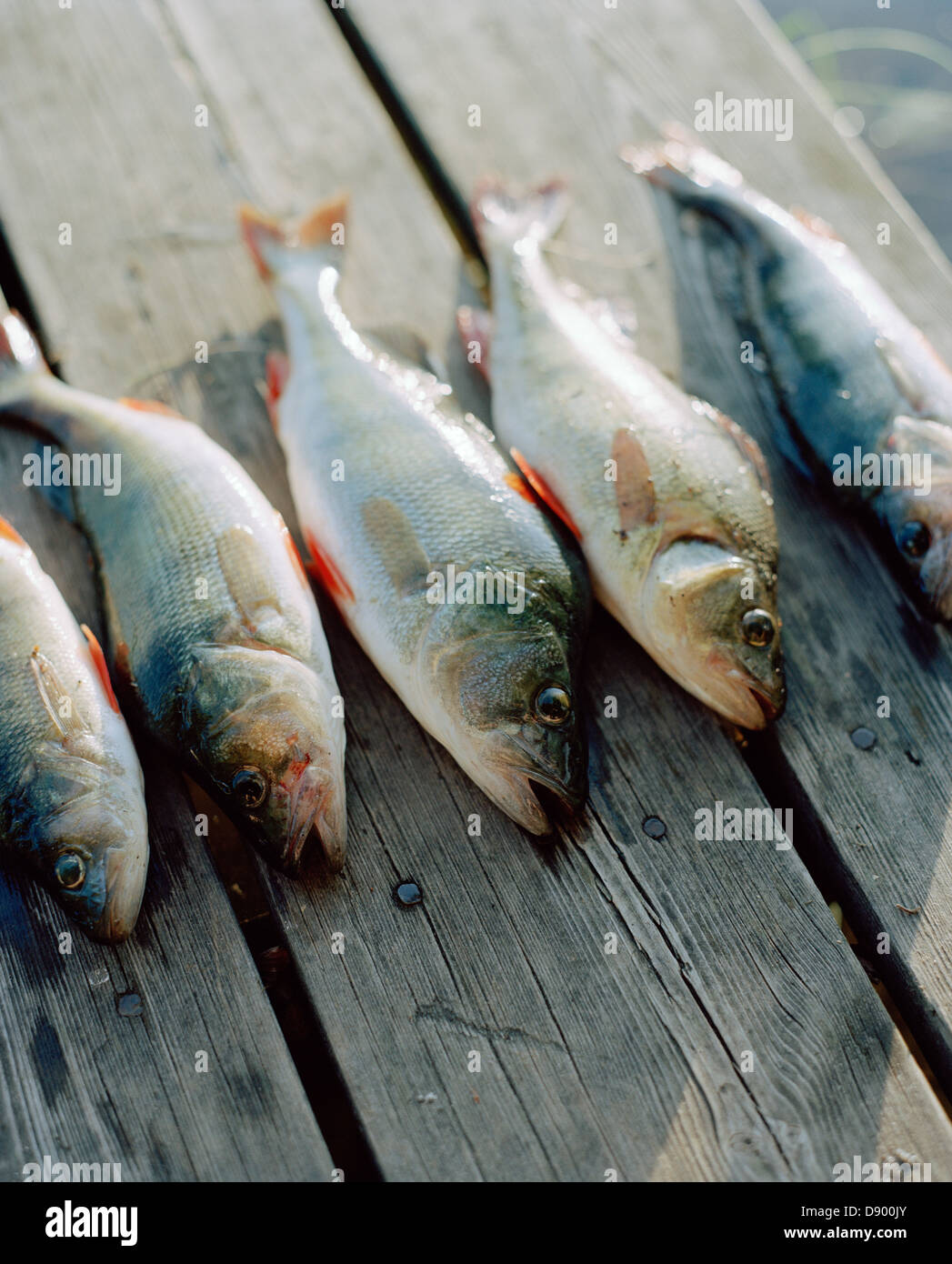 Five freshly caught perch. Stock Photo