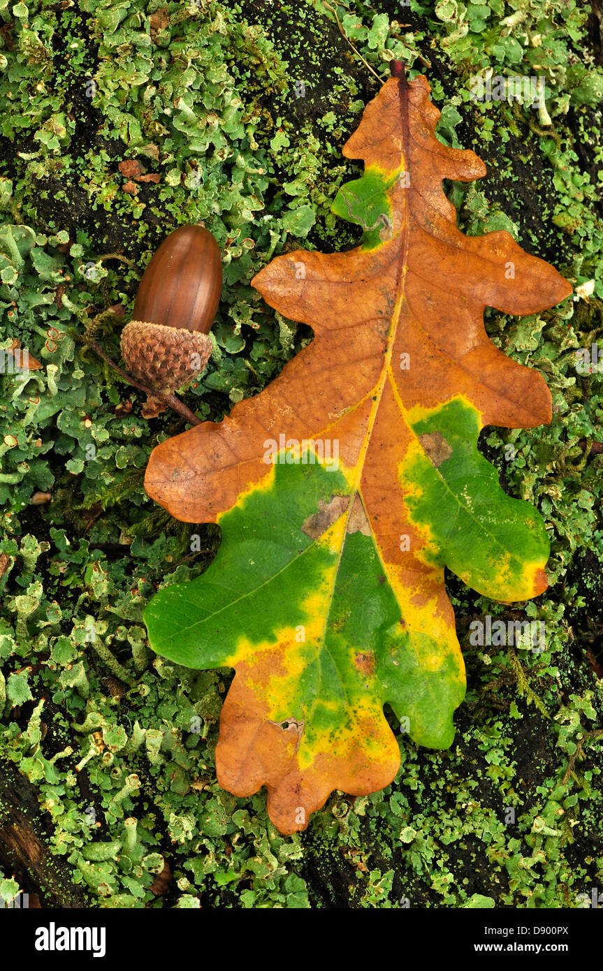 An oak leaf with an acorn in the Autumn Stock Photo