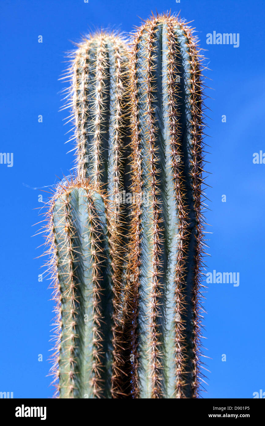 Prickly cactus plants against blue sky Stock Photo