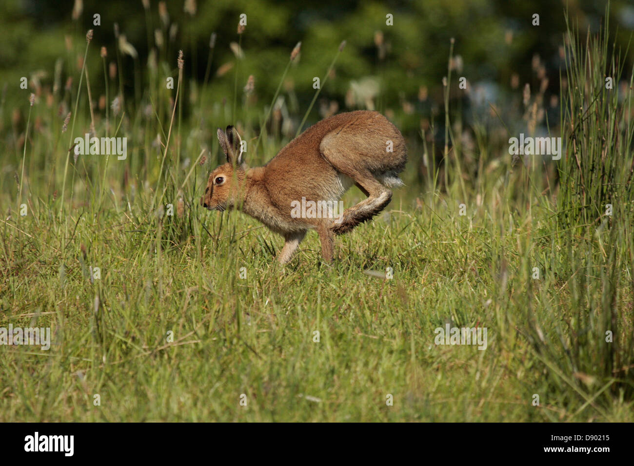 Irish Hare Stock Photo