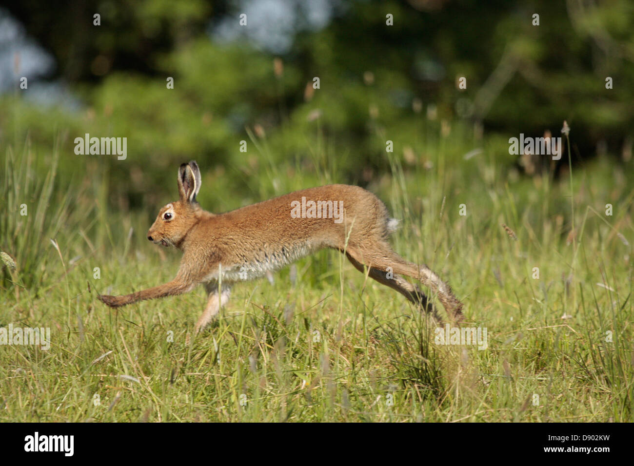 Irish Hare Stock Photo