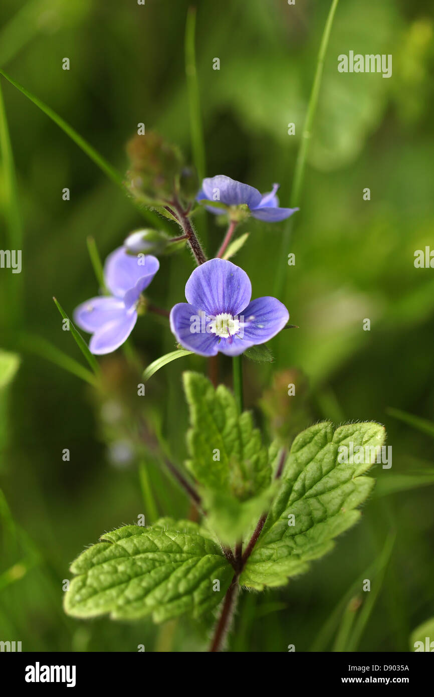 Wild blue flowers Stock Photo - Alamy