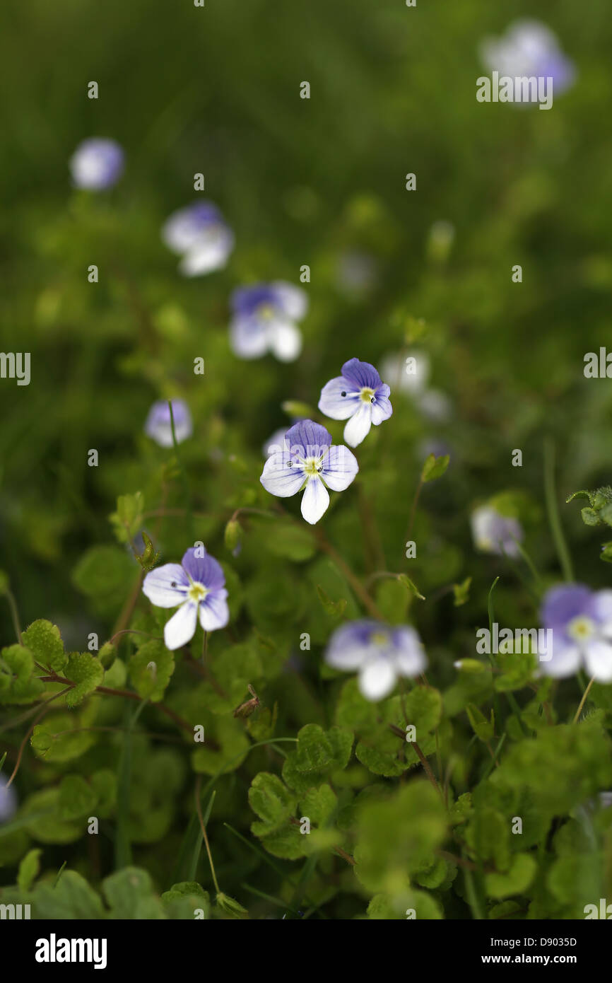 Wild blue flowers hi-res stock photography and images - Alamy