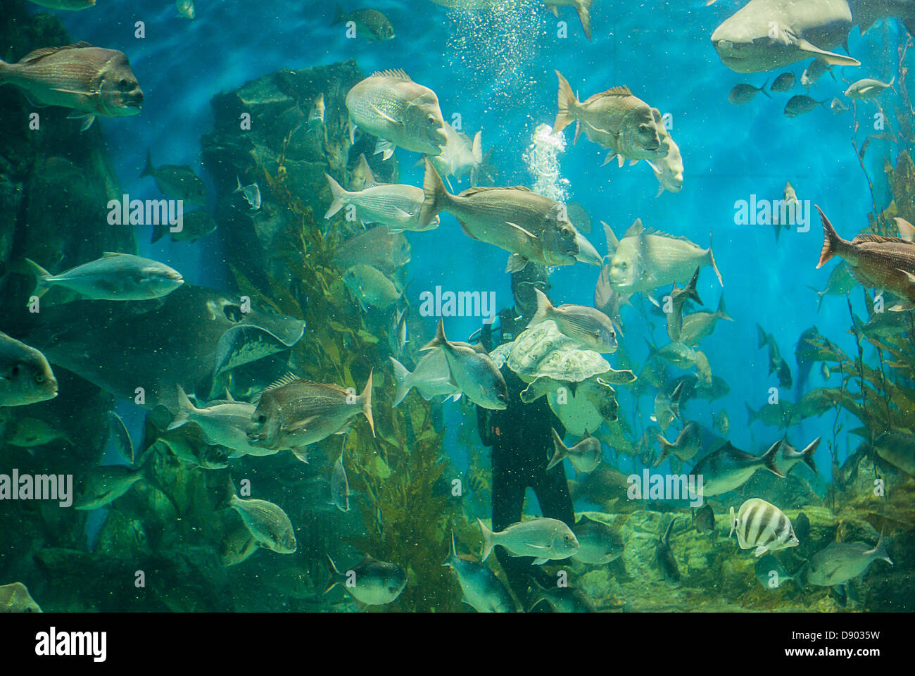 A large stingray glides towards a diver surrounded by fish in a giant