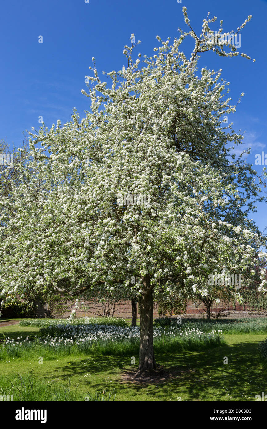 The Pyrus Nivalis or Snow Pear tree at Somerleyton HAll, Suffolk, UK. Stock Photo