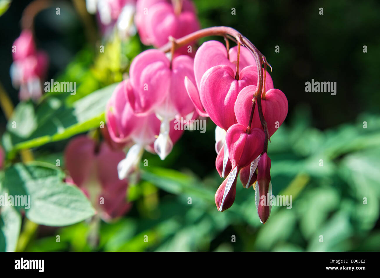 A single row of Bleeding Hearts showing off their wonderful colours Stock Photo