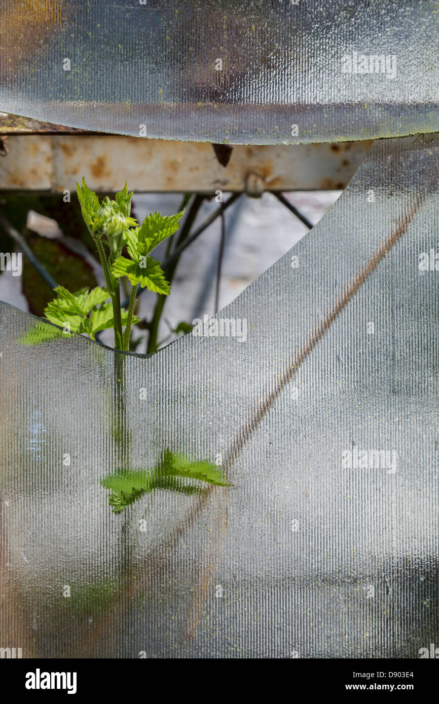 Broken glass in a greenhouse Stock Photo Alamy