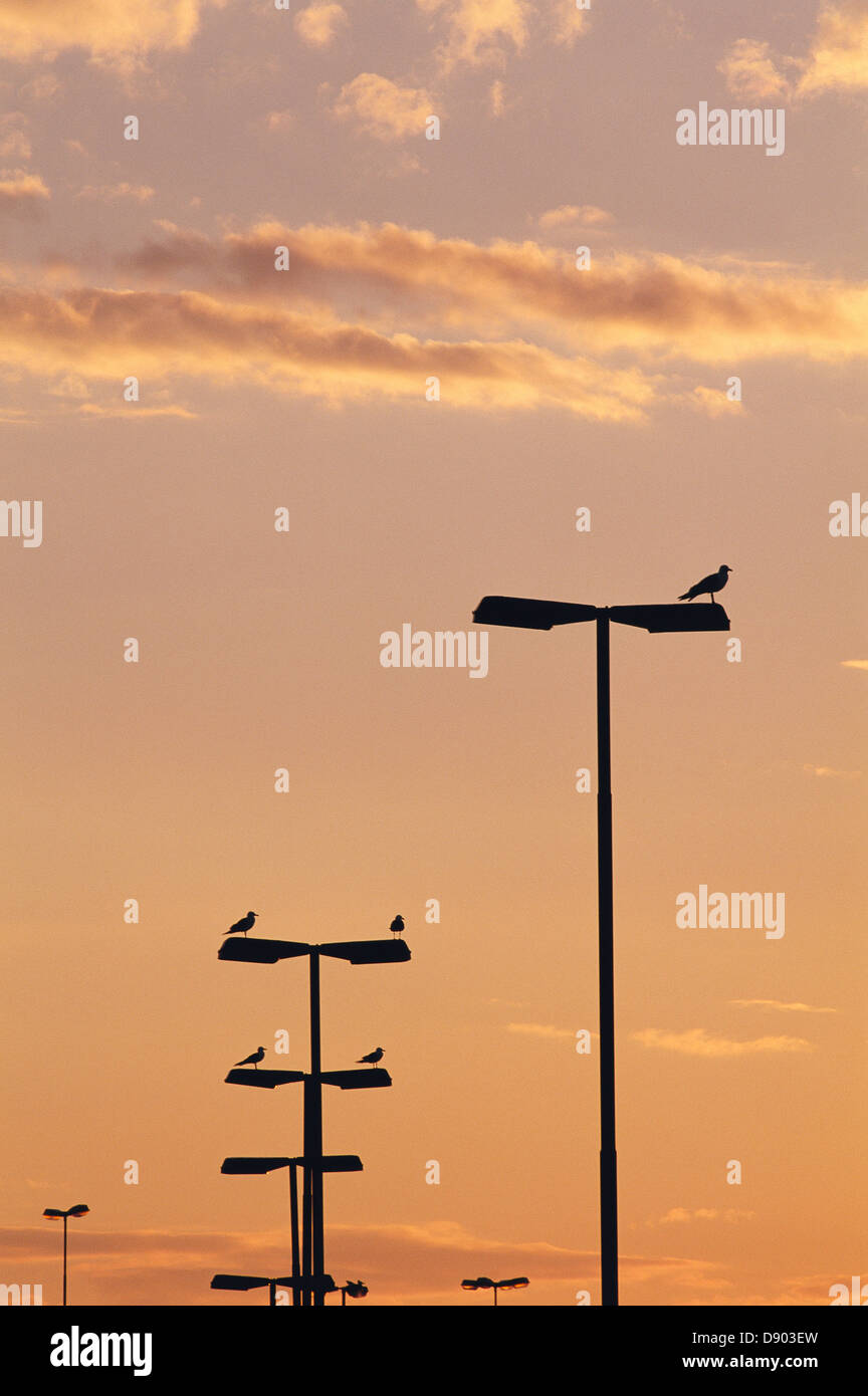 Silhouette of streetlamps in the sunset. Stock Photo