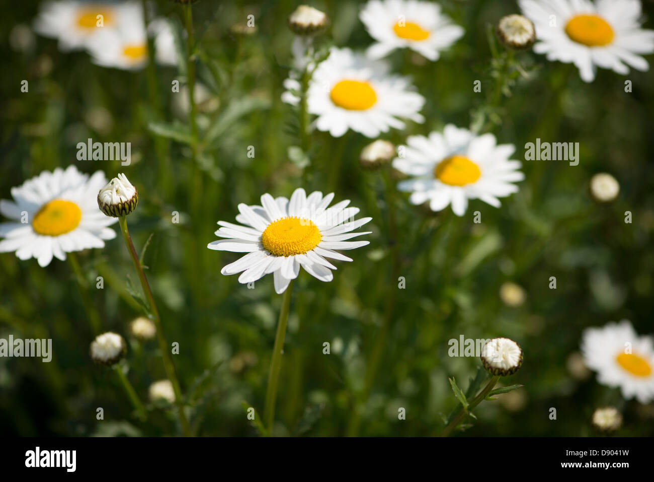 Leucanthemum vulgare flower. Also known as Oxeye Daisy. Stock Photo