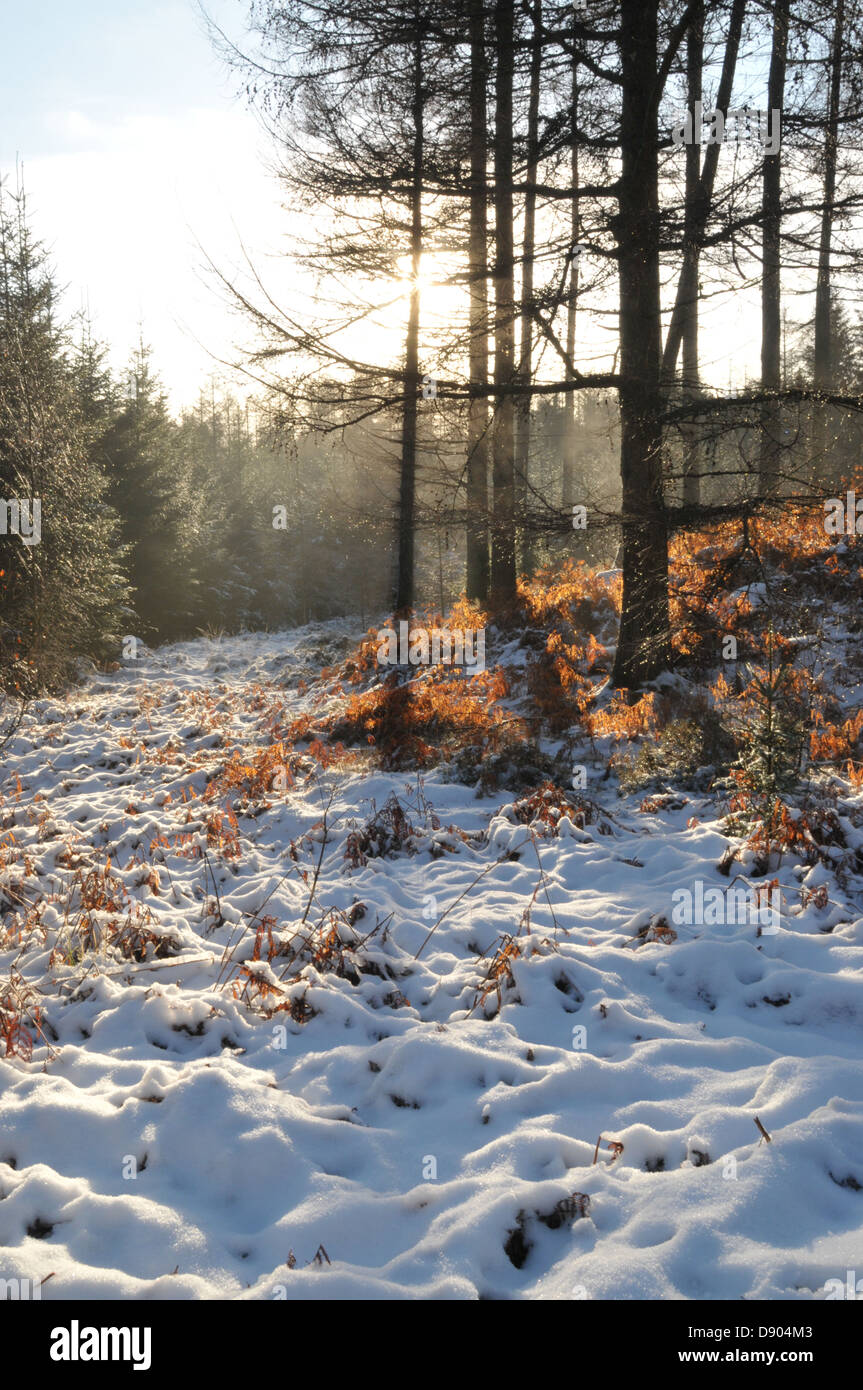 Sunrise in Galloway Forest, Scotland. UK on a snow covered winter day Stock Photo