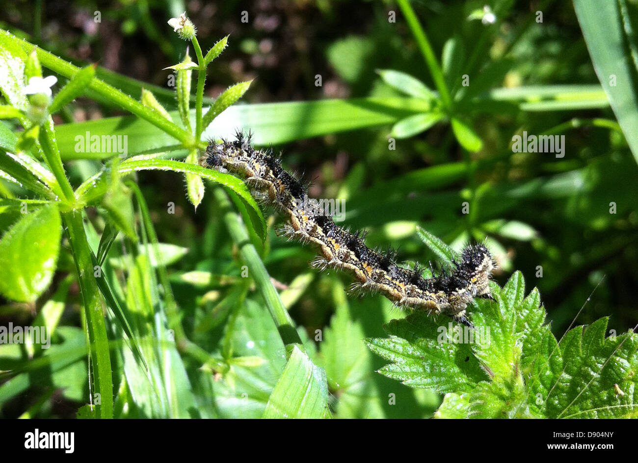 SMALL TORTOISESHELL BUTTERFLY (Aglais urticae) adult caterpillar on Cleavers in June. Photo Tony Gale Stock Photo