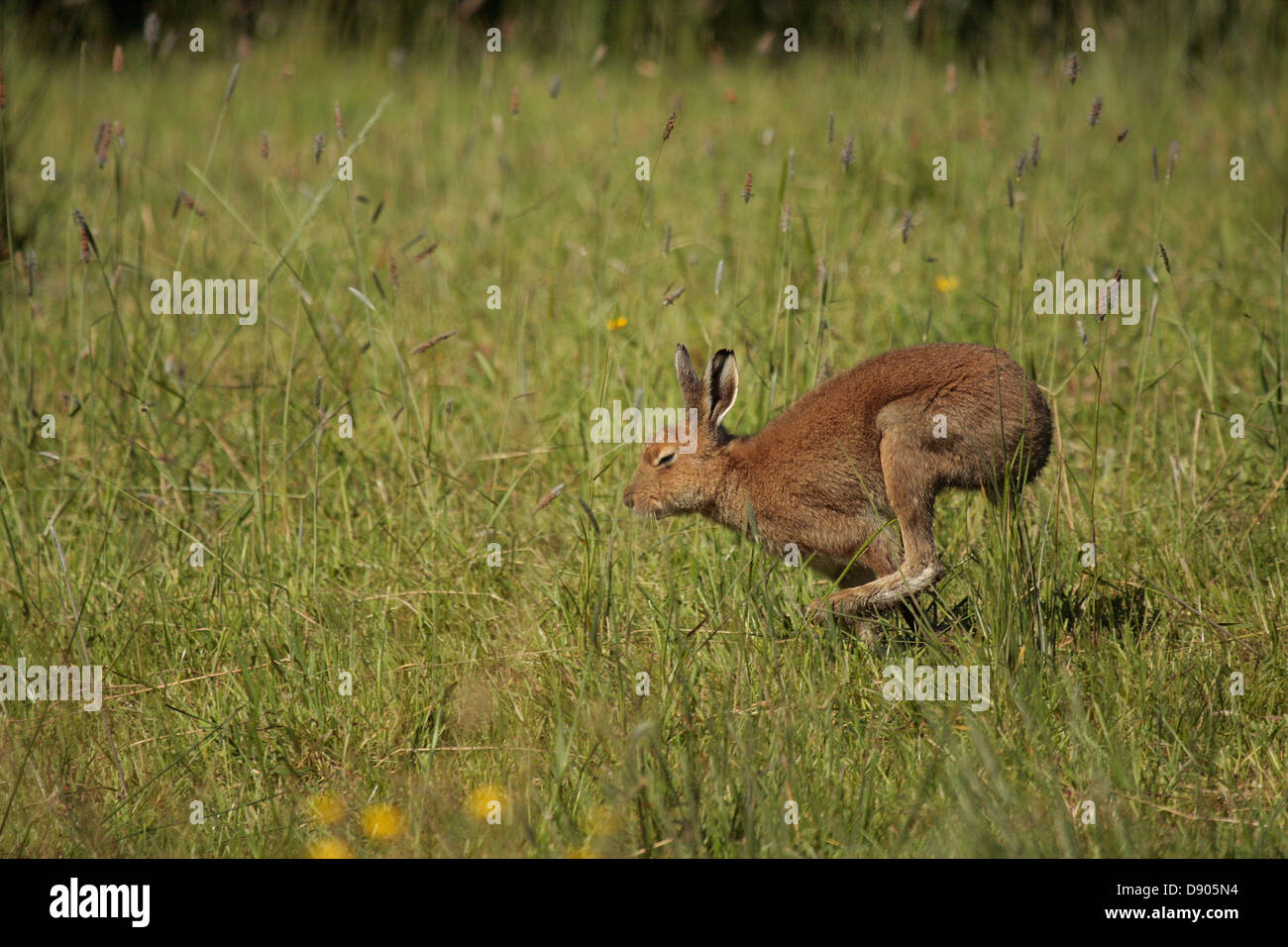 Irish Hare Stock Photos & Irish Hare Stock Images - Alamy