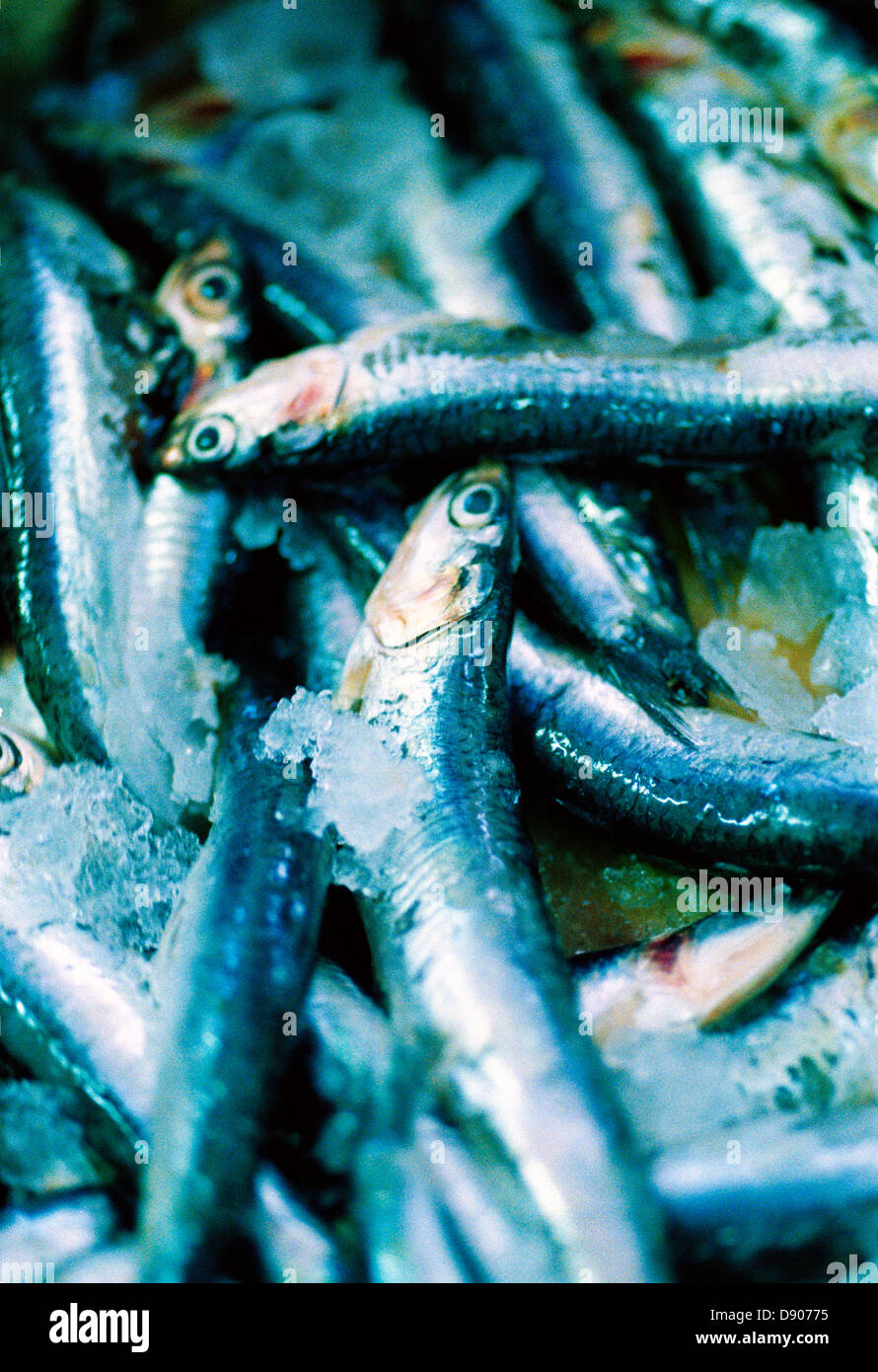 View caught fish in hi-res stock photography and images - Alamy