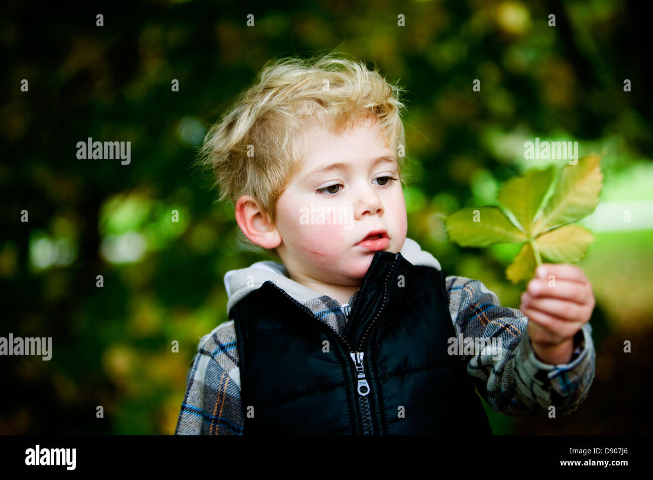 A boy holding an autumn leaf Stock Photo - Alamy