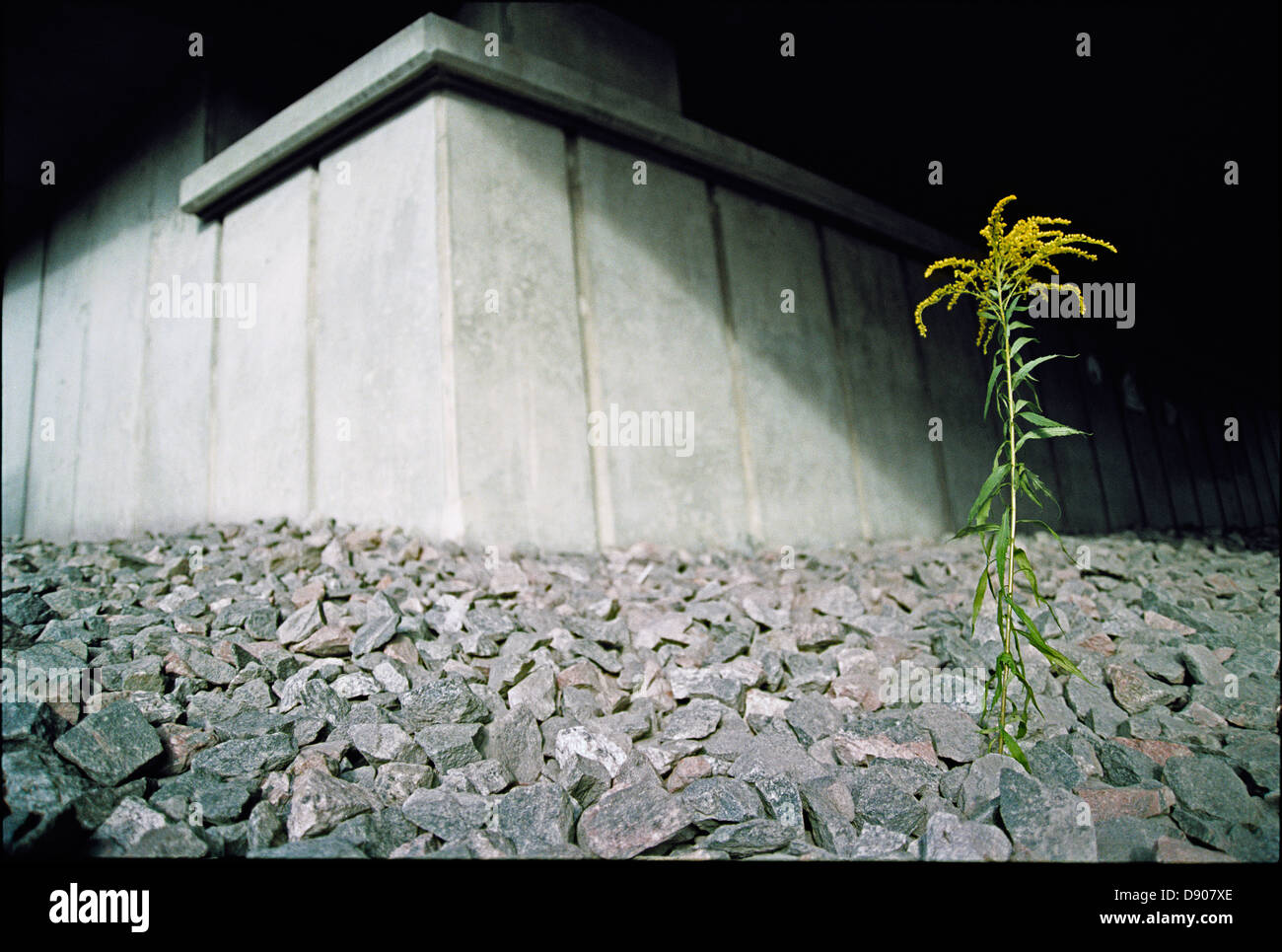 A flower growing between stones Stock Photo Alamy