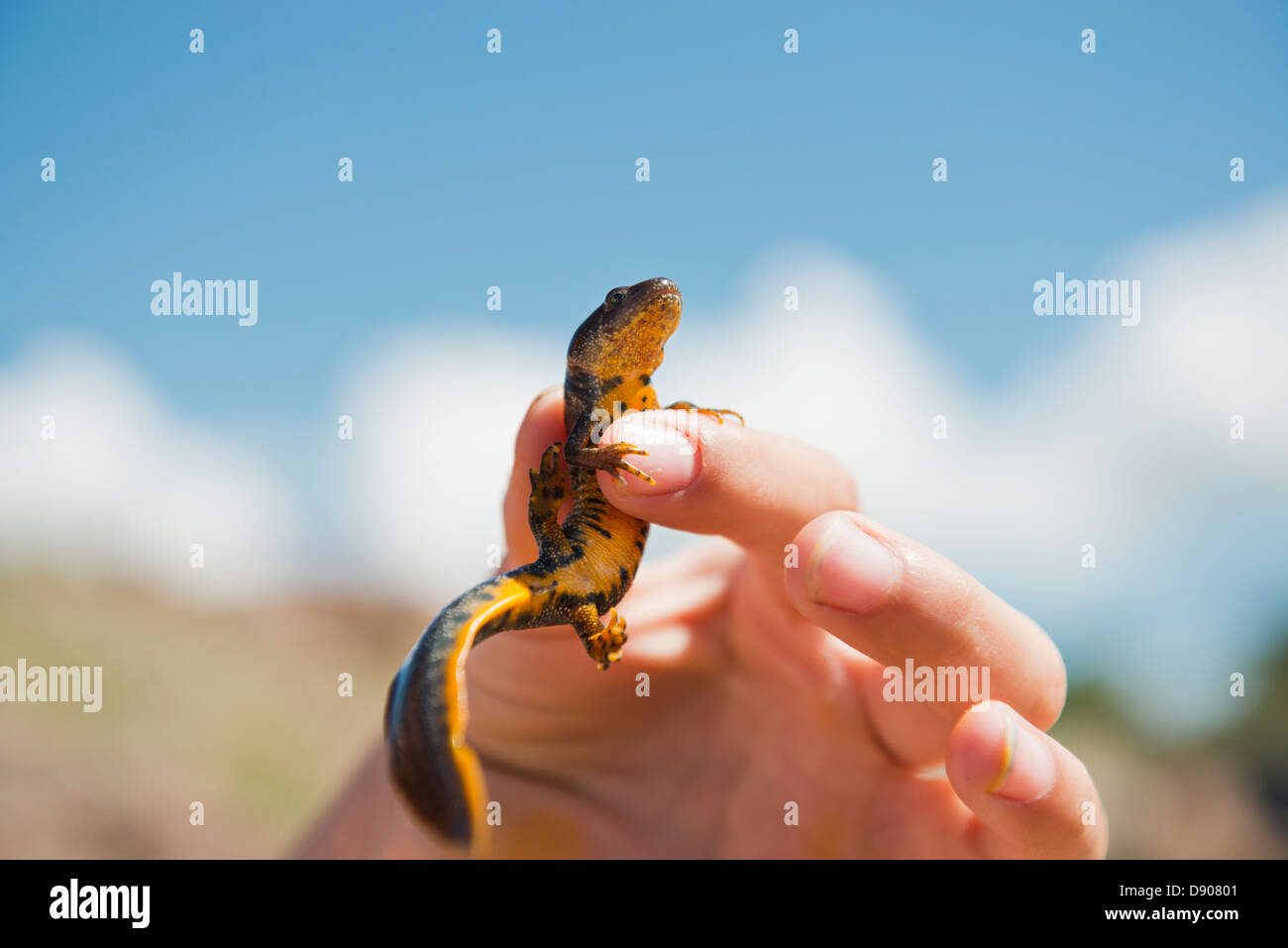 Hand holding lizard, close-up Stock Photo