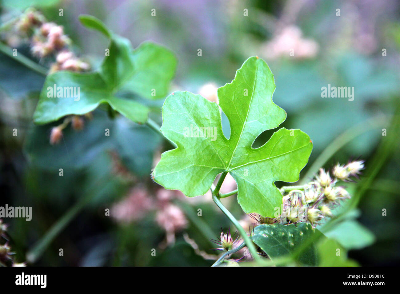 The Coccinia grandis leaf. Stock Photo