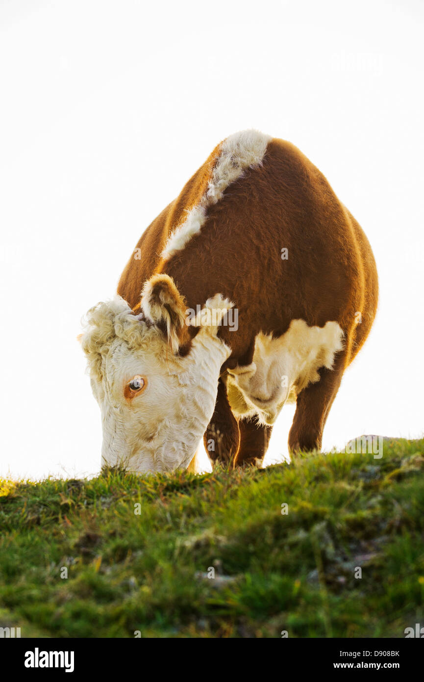 Cow grazing in nature hi-res stock photography and images - Alamy