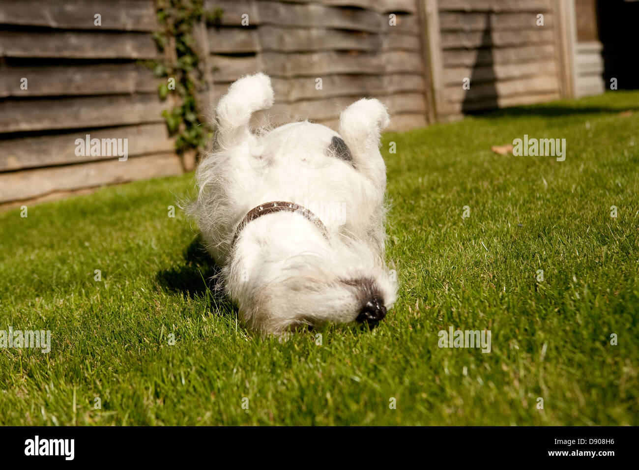 jack russell dog rolling around in the sun Stock Photo