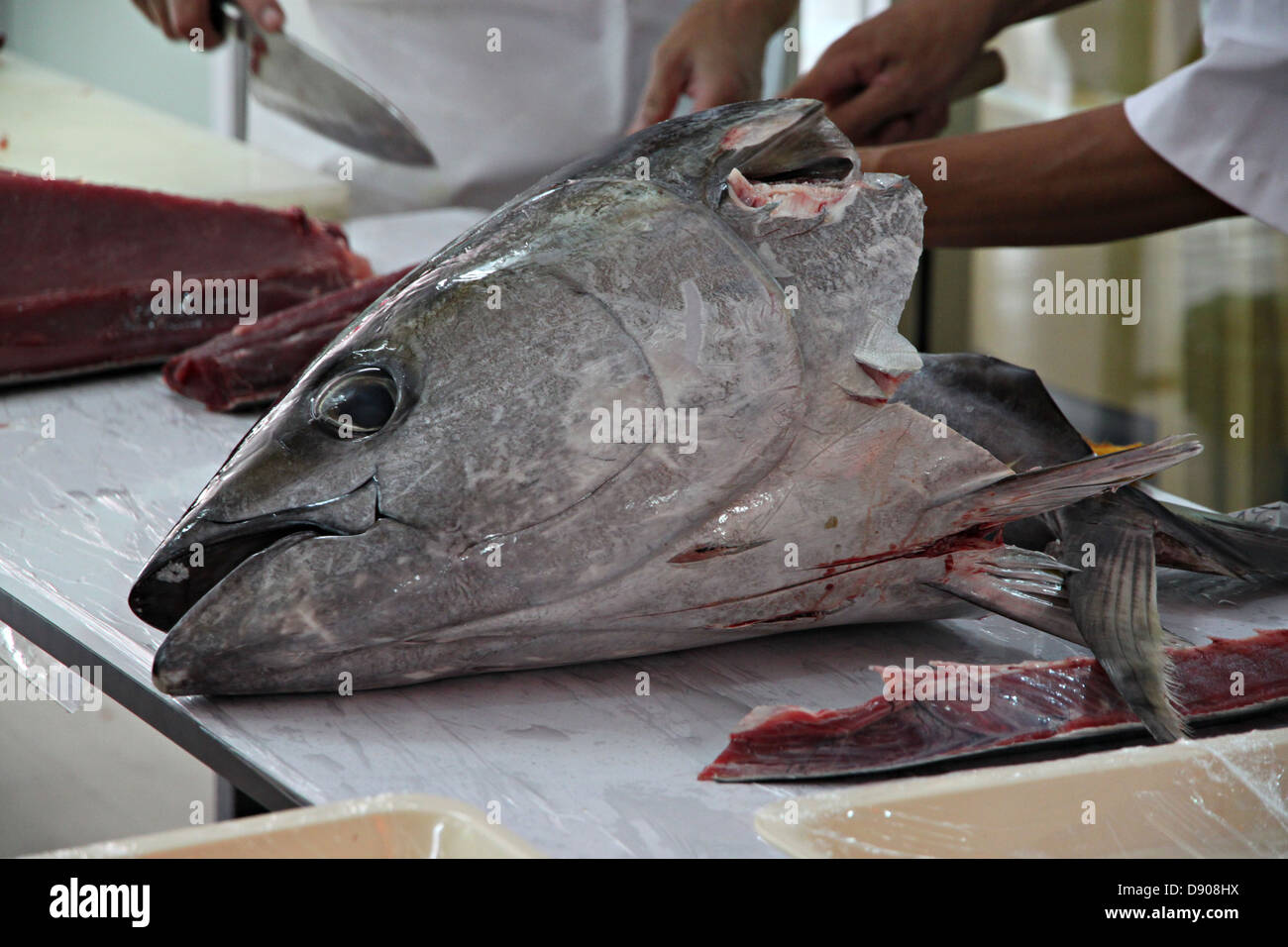 Tuna head hires stock photography and images Alamy