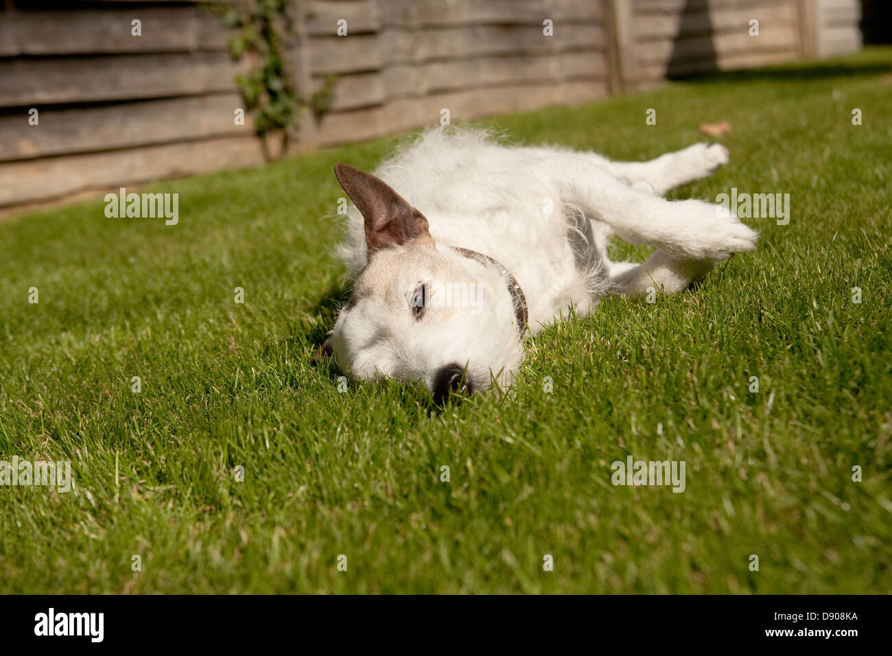 jack russell terrier lying on the grass keeping an eye on things Stock Photo