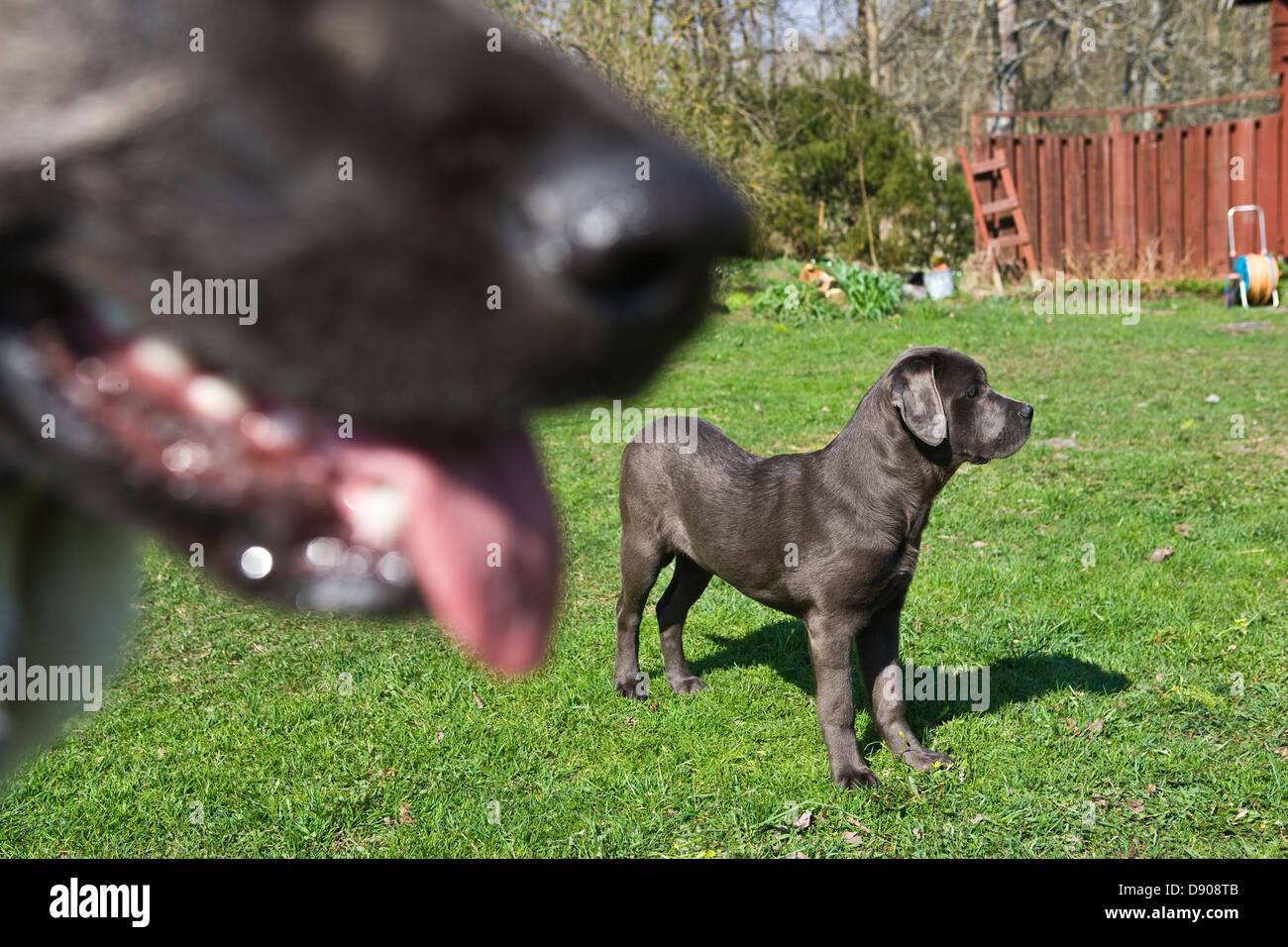 Two dogs standing on lawn Stock Photo - Alamy