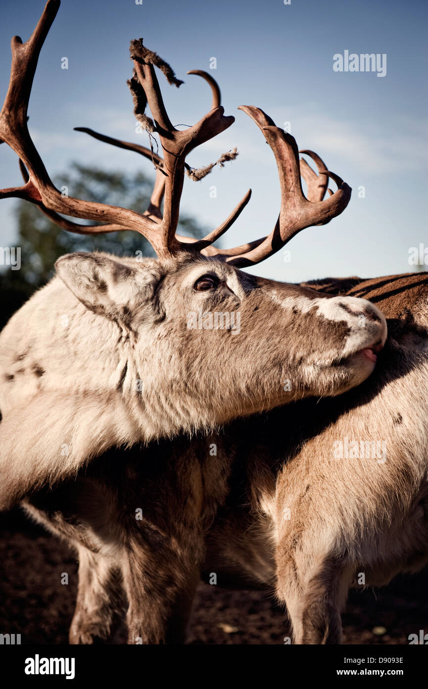 Reindeer close up hi-res stock photography and images - Alamy