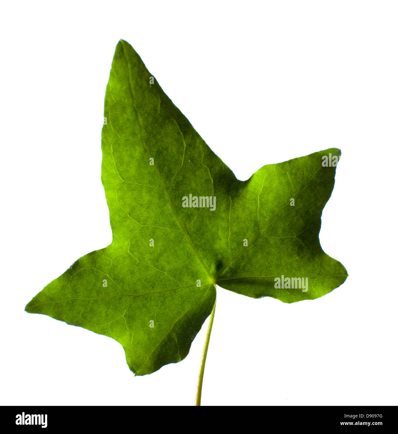 Leaf of ivy Stock Photo Alamy