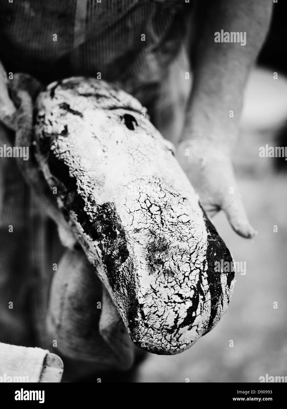 Newlybaked bread in a bakery Stock Photo Alamy