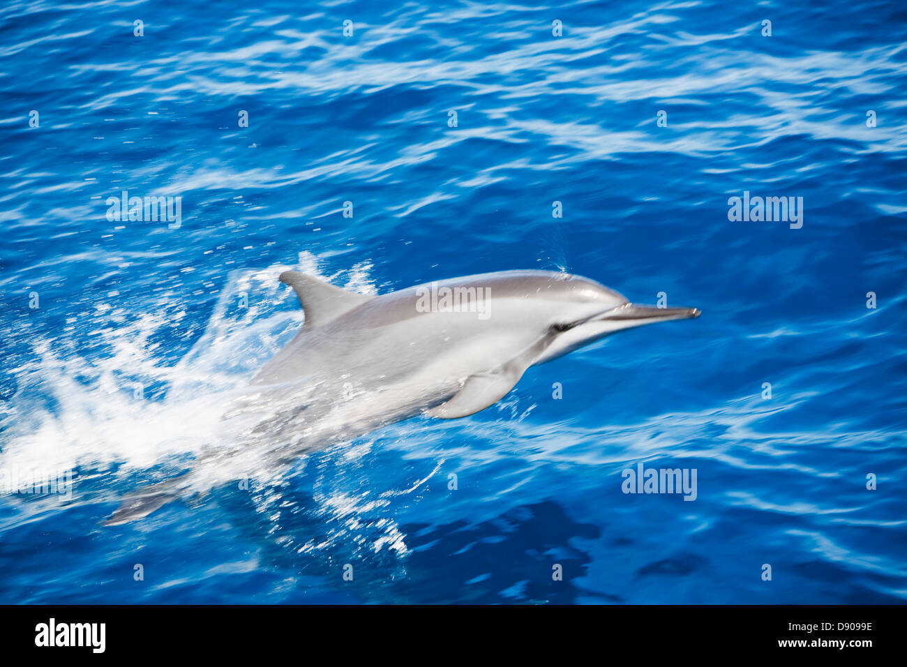 Jumping dolphin in the ocean, the Maldives. Stock Photo