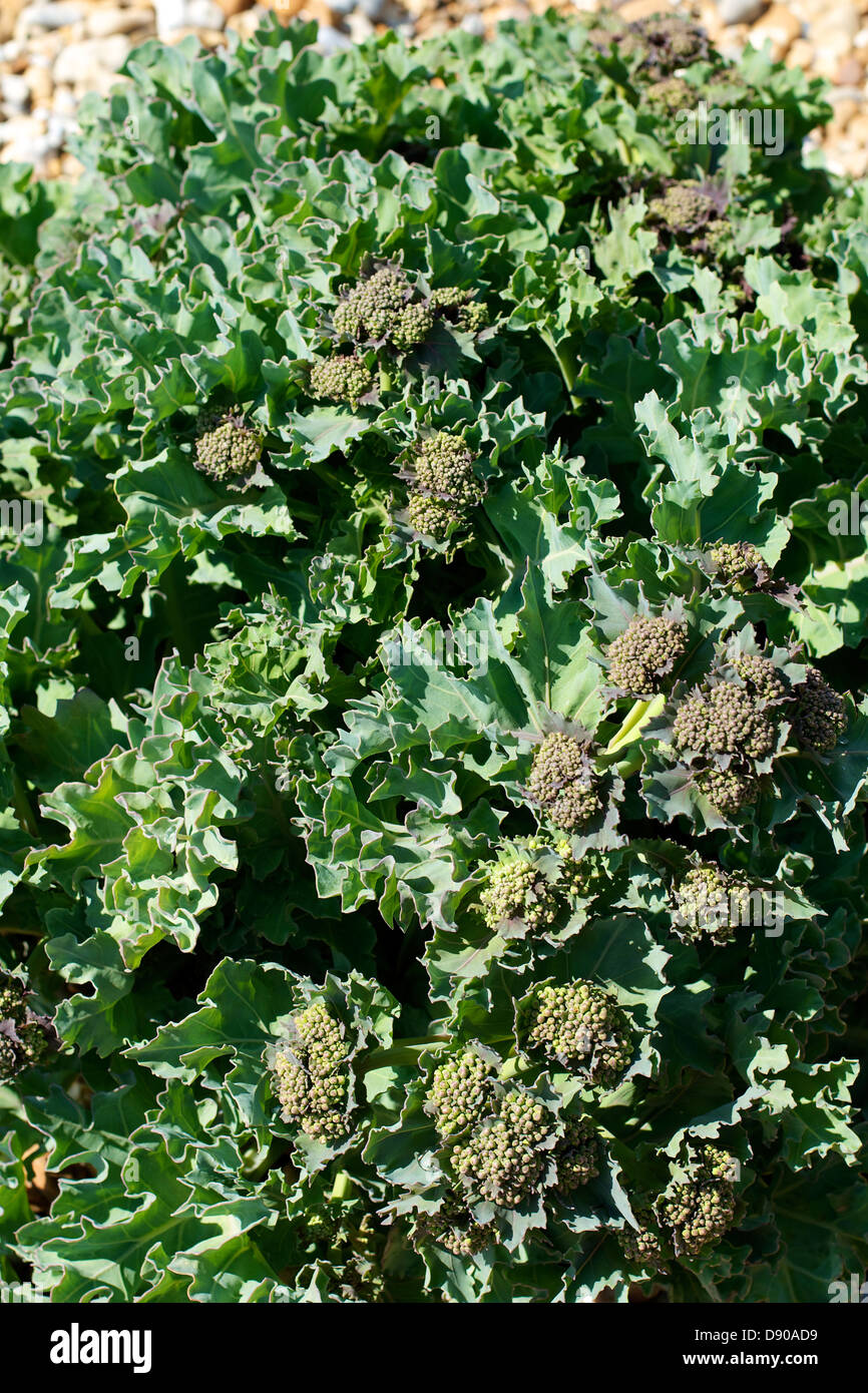 Crambe Maritima Sea Kale Coastal Cabbage salt tolerant plant growing on ...
