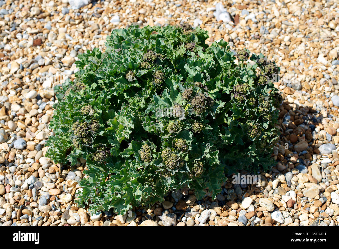 Crambe Maritima Sea Kale Coastal Cabbage salt tolerant plant growing on a shingle beach at