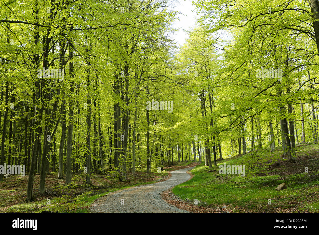 A spring day in a green forest, Sweden Stock Photo - Alamy