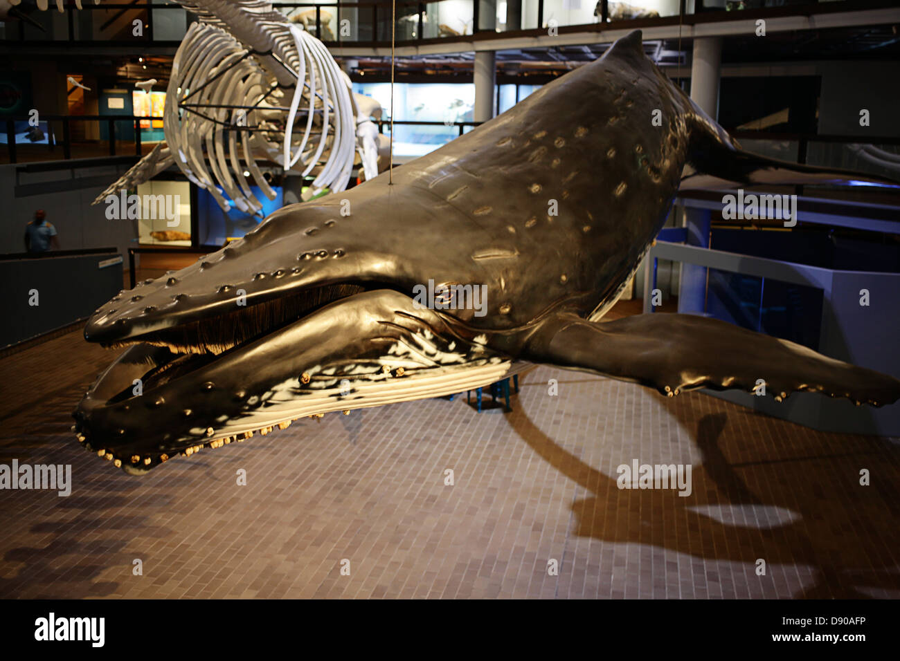 Iziko, South African Museum Stock Photo Alamy