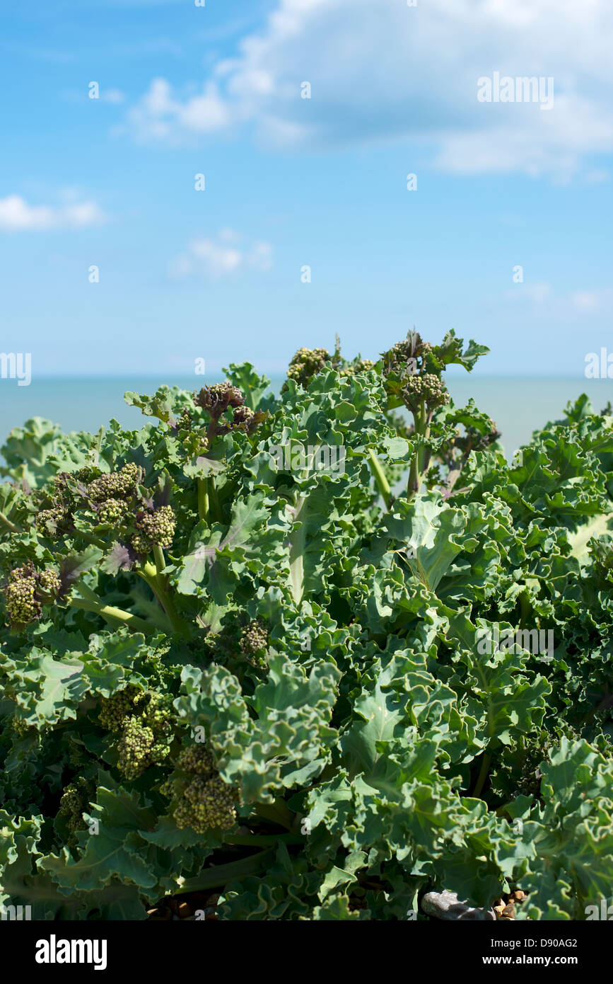 Crambe Maritima Sea Kale Coastal Cabbage salt tolerant plant growing on ...